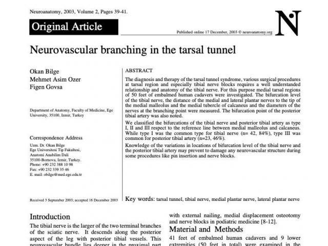 Neurovascular branching in the tarsal tunnel